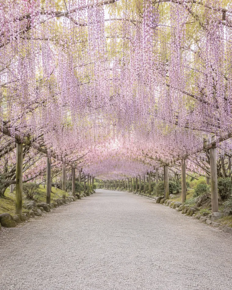 Túnel de glicínias em flor num jardim japonês na primavera